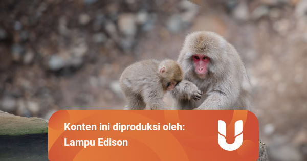 Tak Hanya Manusia, Hewan-hewan Ini Juga Mewarisi Budaya dan Ilmu